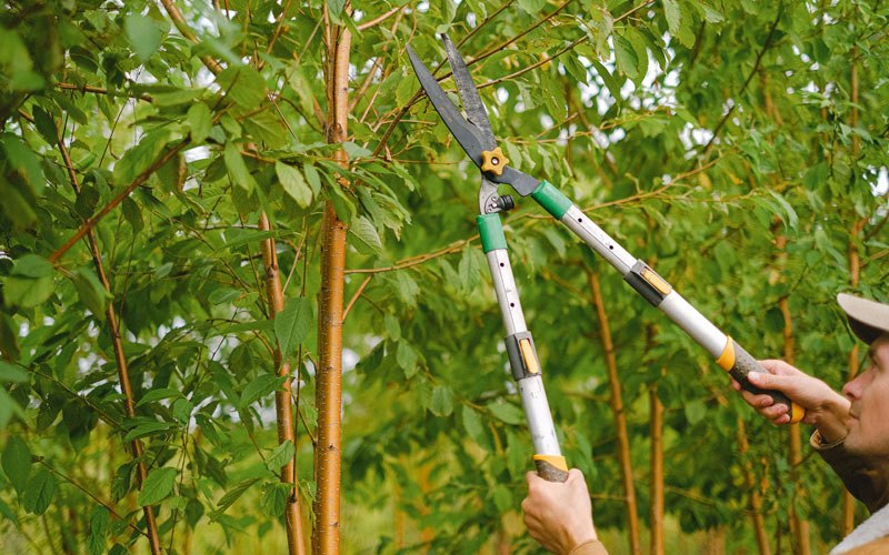 Tree trimming in Whitmer, WV