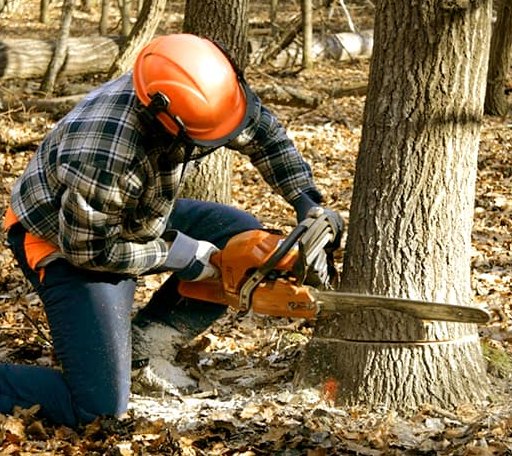 Tree Removal in Whitmer, WV